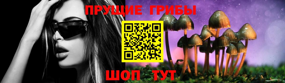 Галлюциногенные грибы Psilocybe Малгобек